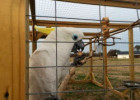 Cape Fear Parrot Sanctuary