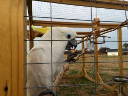 Cape Fear Parrot Sanctuary